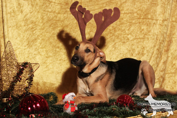 Schäferhund.Mix im Studio zu Weihnachten