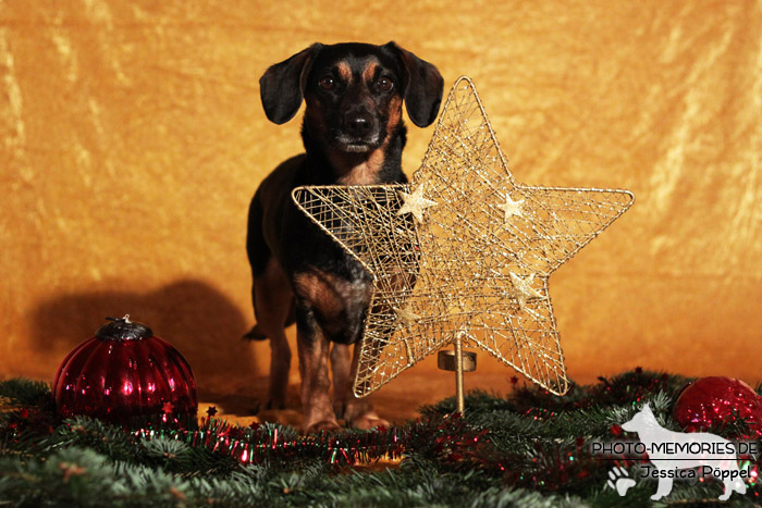 Im Studio zu Weihnachten