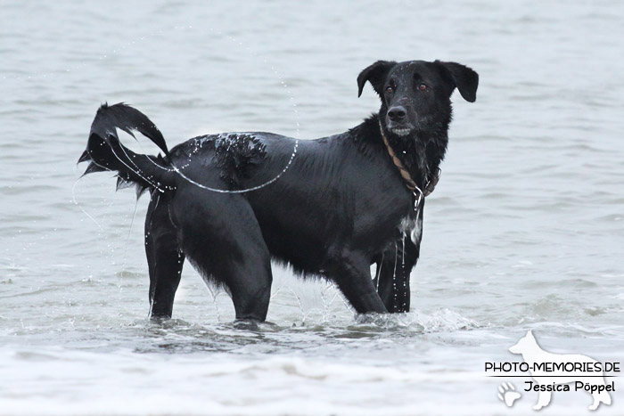 Labrador-Mischlingsrüde am Strand