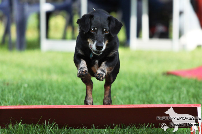 Beim Agility