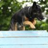 Schäferhund-Mix auf der Agility A-Wand