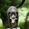 Labrador-Mix auf dem Agility-Steg