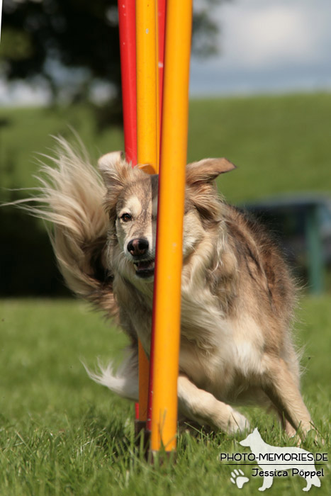 Der Slalom im Agility