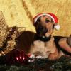 Schäferhund.Mix im Studio zu Weihnachten