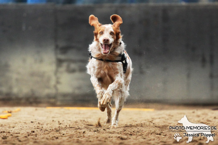 Beim Hunderennen