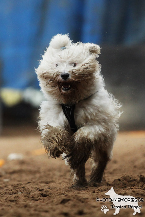 Beim Hunderennen