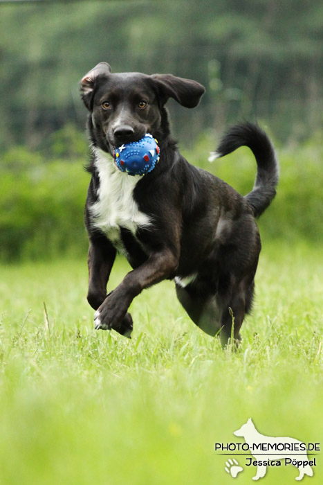 Labrador-Mix im Laufen