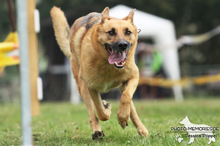 Beim Hunderennen