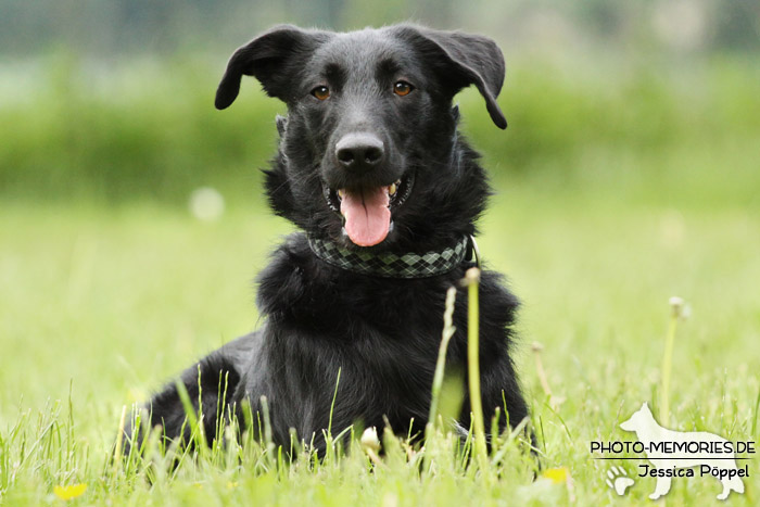 Labrador-Mix im Liegen