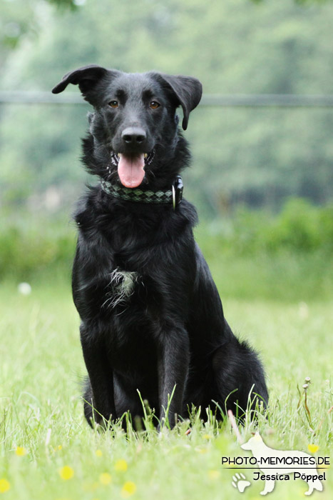 Labrador-Mix im Sitzen