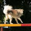 Die Wippe im Agility