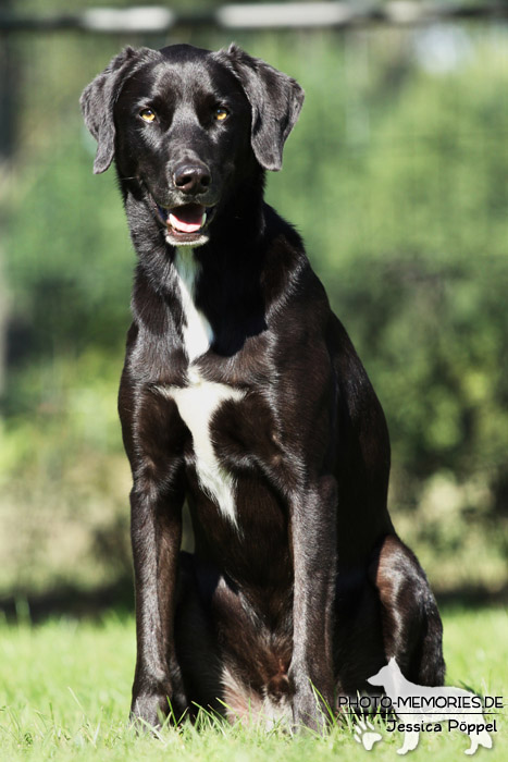 Labrador-Mix im Sitzen