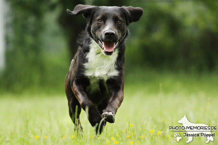 Labrador-Mix im Laufen