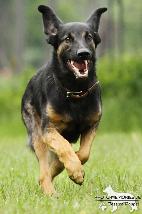 Schäferhund-Mix in Action