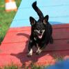 Beim Agility