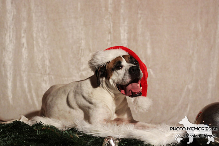 Im Studio zu Weihnachten