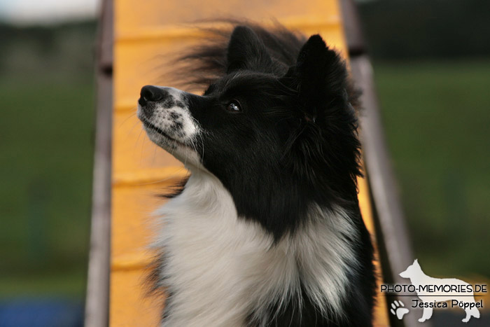 Berühren der Kontaktzone des Stegs im Agility