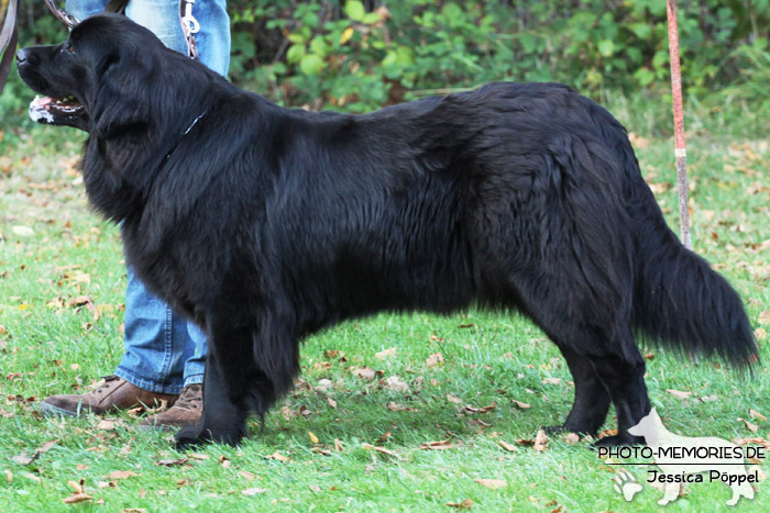 Impressionen einer Hundeausstellung