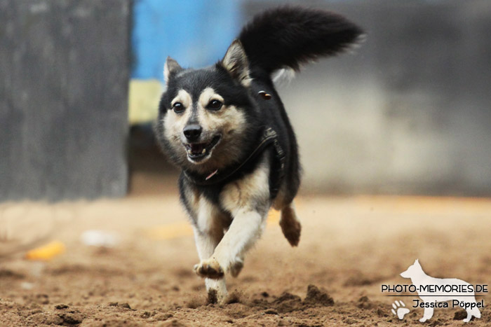 Beim Hunderennen