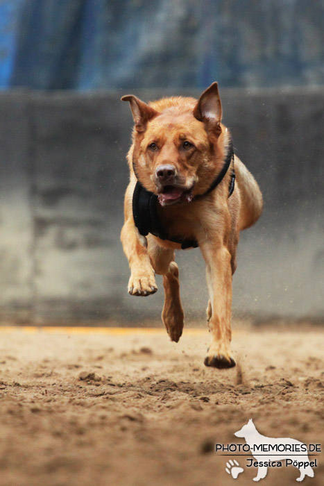 Beim Hunderennen