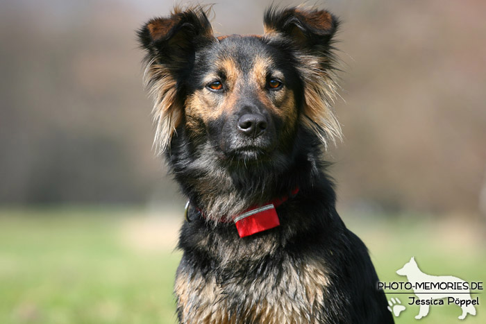 Portrait einer Hündin