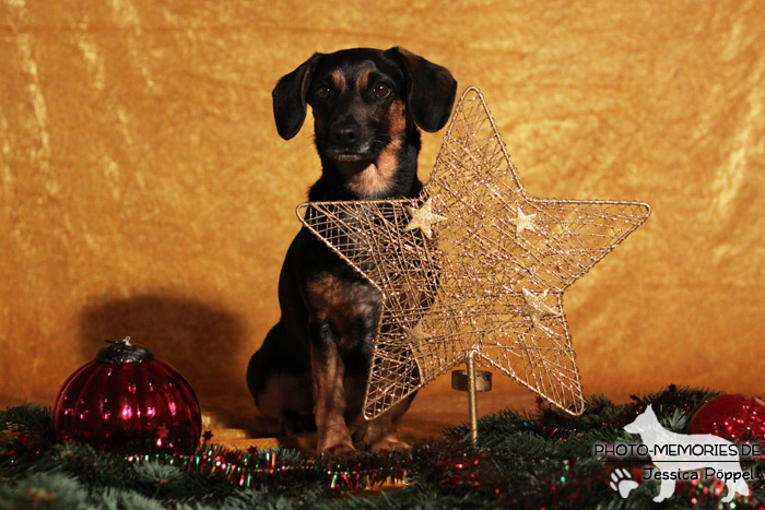 Im Studio zu Weihnachten