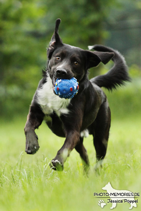 Labrador-Mix im Laufen