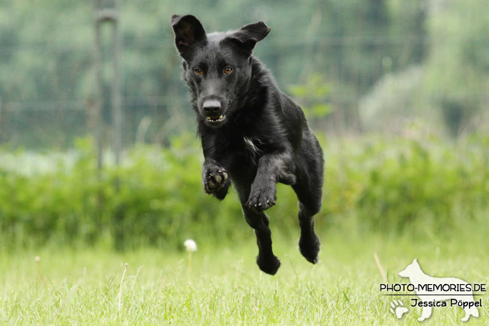 Labrador-Mix im Laufen