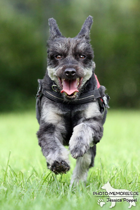 Schnauzermix im Laufen