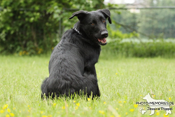 Labrador-Mix im Sitzen