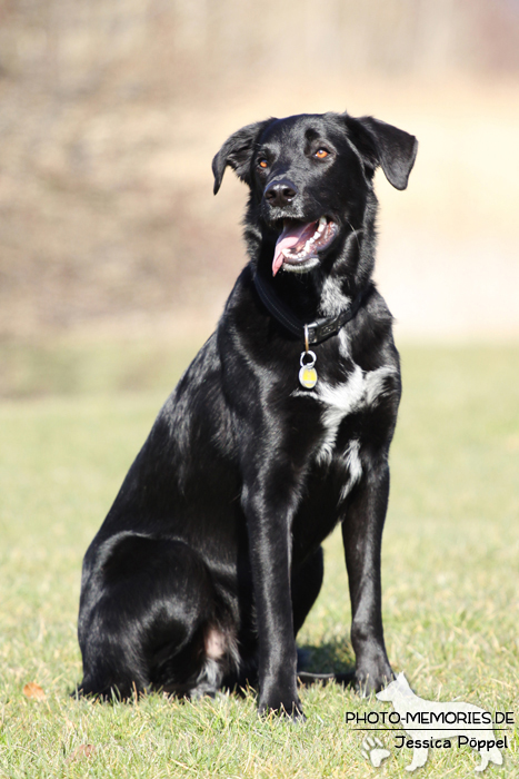 Sitzender Labrador-Mischlingsrüde