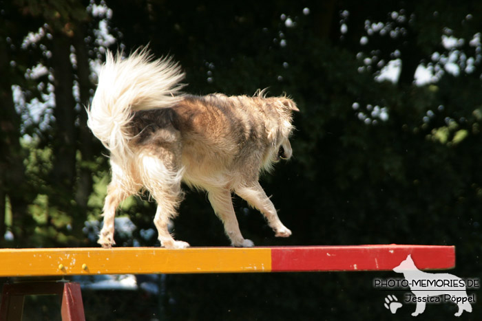 Die Wippe im Agility