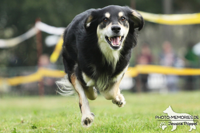 Beim Hunderennen