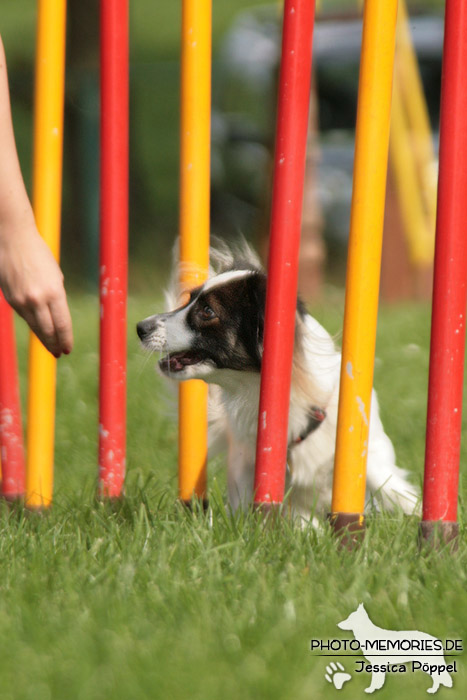 Der Slalom im Agility