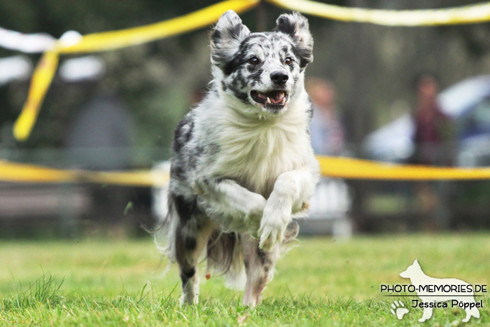 Beim Hunderennen