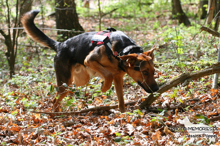 Mantrailing in der Hundeschule