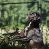 Labrador-Mix beim "Männchen"-machen