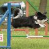 Hindernissprung im Agility