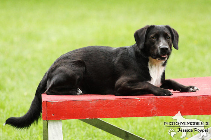 Labrador-Mix auf dem Agility-Tisch