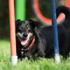 Beim Agility