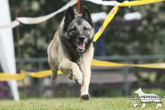 Beim Hunderennen