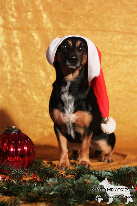 Im Studio zu Weihnachten