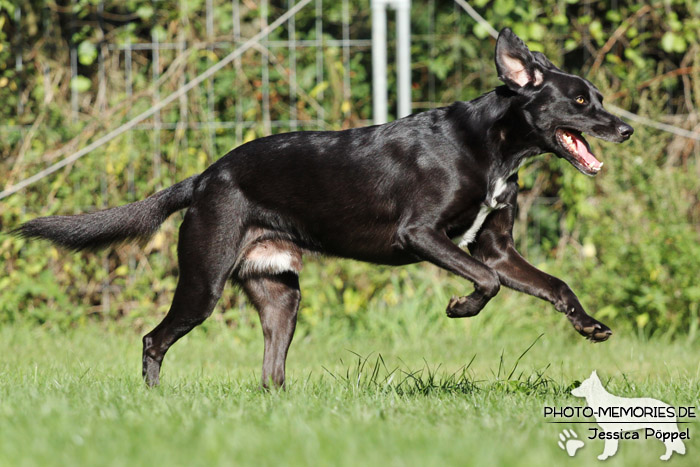 Labrador-Mix in Action