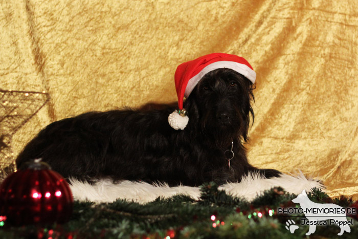 Im Studio zu Weihnachten