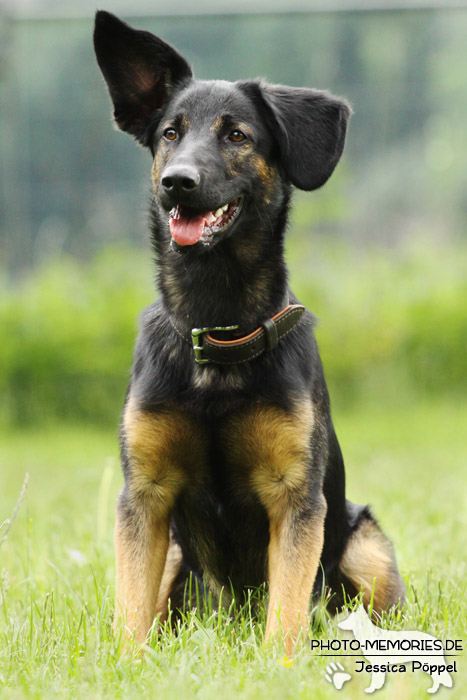 Schäferhund-Mix im Sitzen