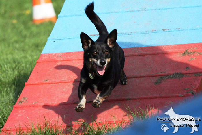 Beim Agility