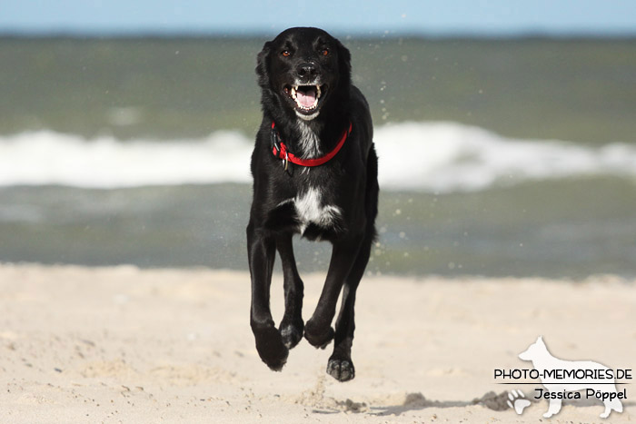 Labrador-Mischlingsrüde am Meer