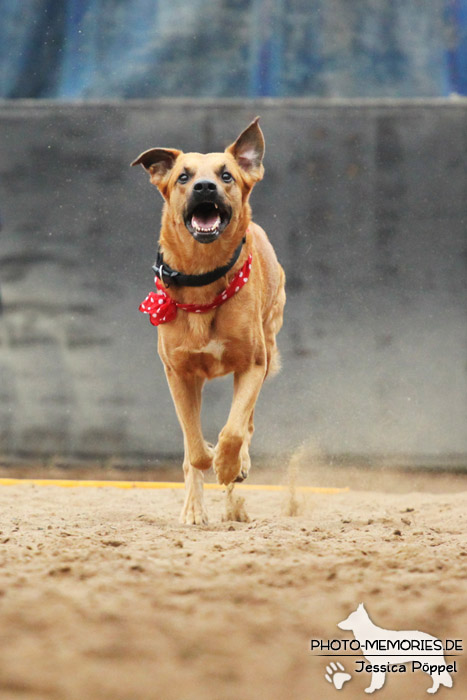 Beim Hunderennen