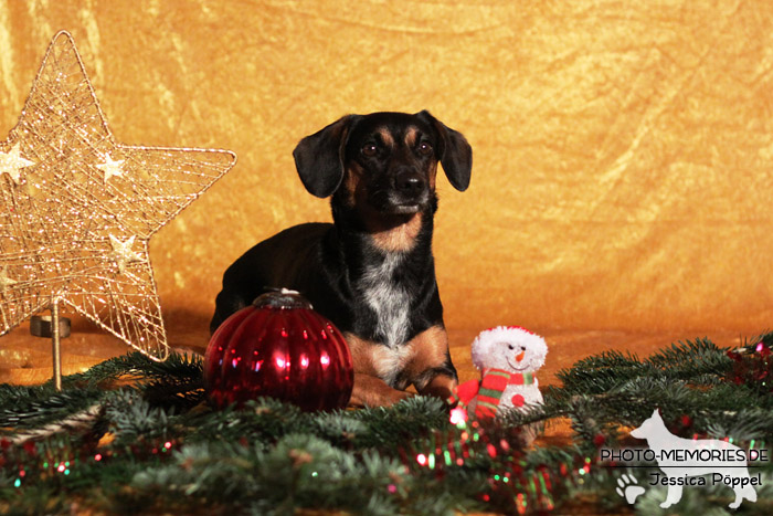 Im Studio zu Weihnachten