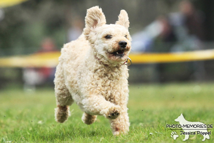 Beim Hunderennen